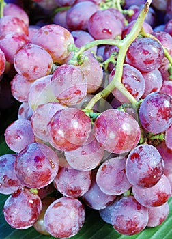 Red grapes