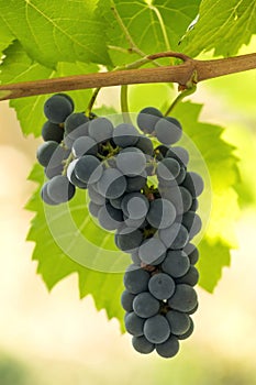 Red Grapes cluster