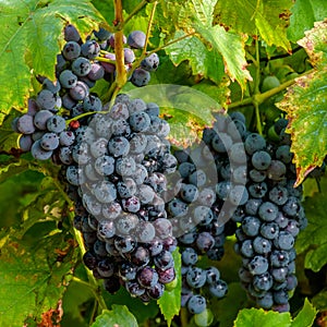 Red grapes covered in rain drops