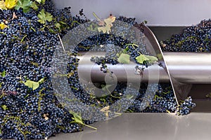 Red grapes are crushing by industrial steel grape crusher machine
