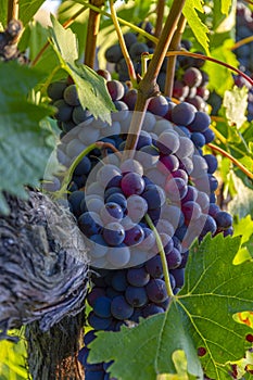 Red grapes on an early sunny morning