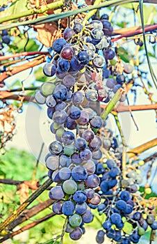 Red grapes fruits, Vitis vinifera grape vine green leaves