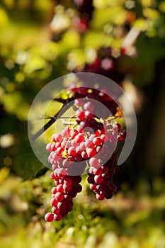 Red grapes on grapevine