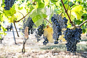 Red grapes green yellow leaves vine Autumn landscape