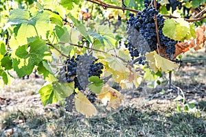 Red grapes green yellow leaves vine Autumn landscape