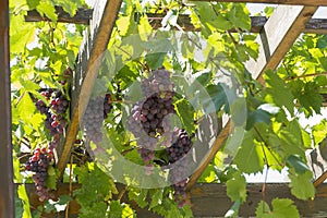 Red grapes grow on a wooden pergola