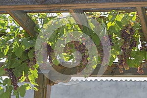 Red grapes grow on a wooden pergola