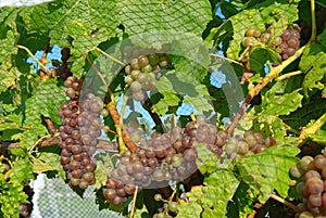 Red grapes growing on a grapevine in New Zealand