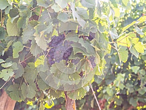 Red grapes growing in Setubal wine region, Portugal