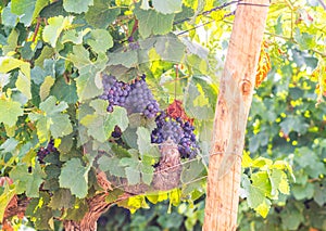 Red grapes growing in Setubal wine region, Portugal