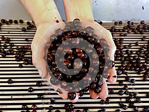 Red Grapes are Held for Display Above the Sorting Line