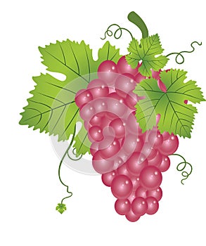 Red Grapes, illustration