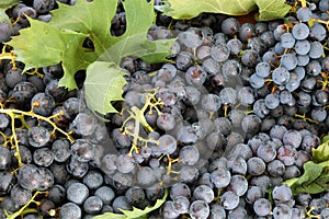red grapes with leaves after the harvest photo