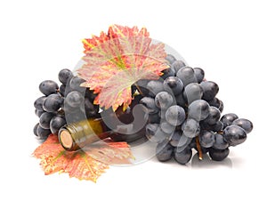 Red grapes with leaves and Wine bottle