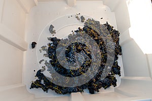 Red Grapes In Loading Bucket Ready For Wine Making