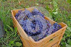 Red grapes in a plastic box close-up on the ground across green grass. Harvest. Autumn, fall concept. Wine production. Merlot grap