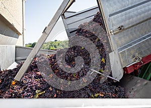 Red grapes pouring into a press during harvest