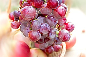 Red grapes - purple grapes