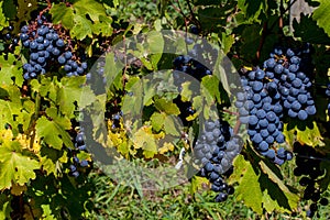 Red Grapes Ready for Harvest