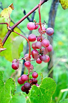 Red grapes ripen on branch of the vine on hot summer day