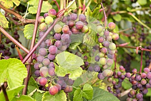Red grapes ripen on the vine