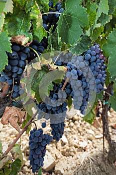 Red grapes Sangiovese