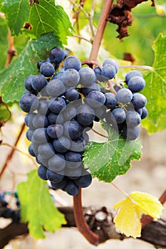 Red grapes Sangiovese