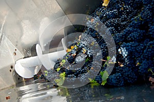 Red grapes shreddered for wine production