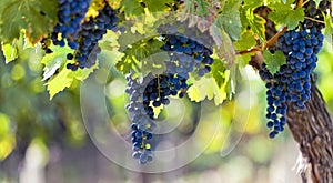 Red grapes in sunlight