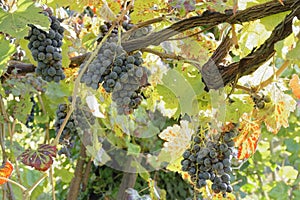 Red grapes viewing, red grapes picture, red grapes image