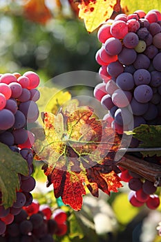 Red Grapes on the Vine