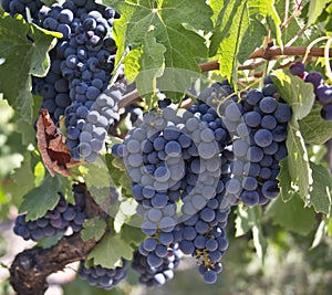 Red Grapes on the Vine photo