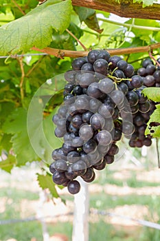 Red Grapes on the vine