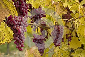 Red Grapes on Vine