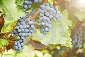 Red Grapes on the Vine