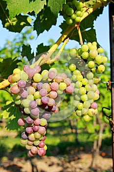 Red grapes in vine