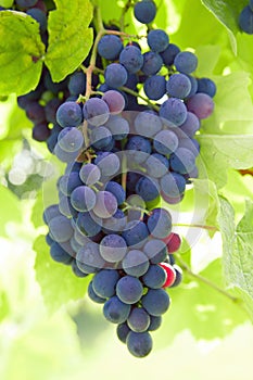 Red grapes on the vine with green leaves