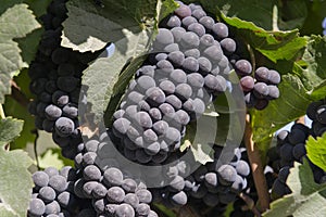 Red Grapes on the Vine at Harvest