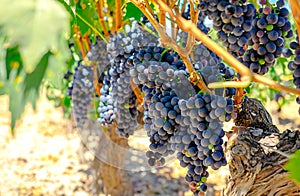 Red grapes on the vine. Tinta de Toro grape. photo