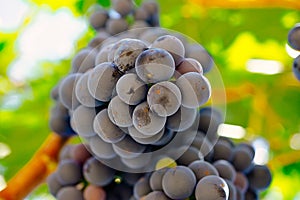 Red grapes on the vine. Tinta de Toro grape. View from below photo