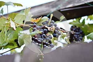 Red grapes on a vine (Vitis vinifera)