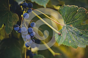 Red grapes in the vine. wine harvest. organic fruits in village agriculture. old species of vitis vinifera