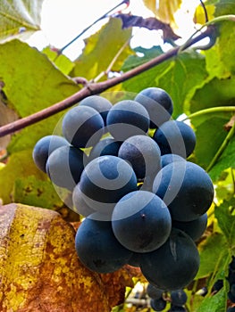 Red grapes in the vine. wine harvest. organic fruits in village agriculture. old species of vitis vinifera