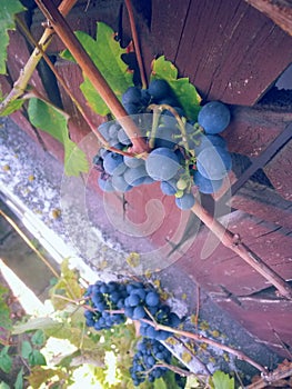 Red grapes in the vine. wine harvest. organic fruits in village agriculture. old species of vitis vinifera