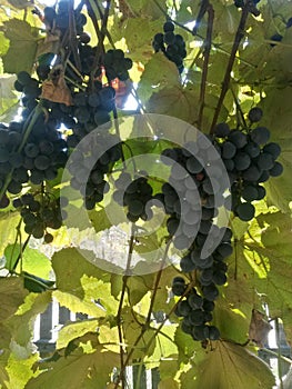 Red grapes in the vine. wine harvest. organic fruits in village agriculture. old species of vitis vinifera