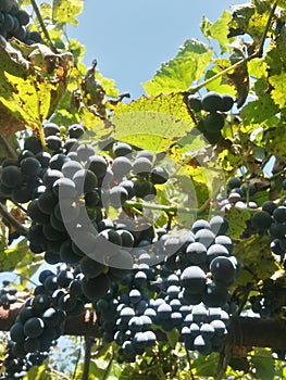 Red grapes in the vine. wine harvest. organic fruits in village agriculture. old species of vitis vinifera