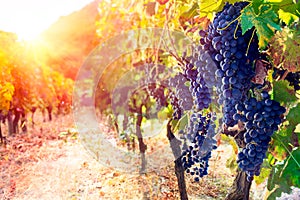 Red Grapes In Vineyard