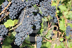 Red Grapes in Vineyard