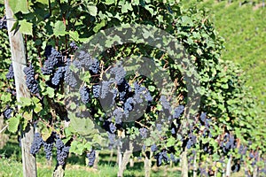 Red Grapes in Vineyard