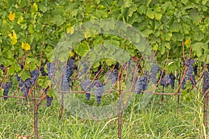 Red grapes in a vineyard during autumn